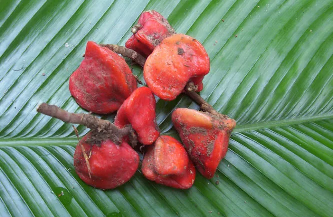 thaumaINA